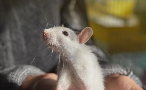 close-up of a gray-white rat in nature in hands, symbol of the year