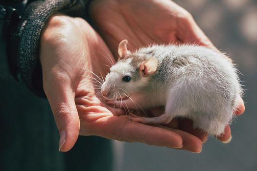 close-up of a gray-white rat in nature in hands, symbol of the year