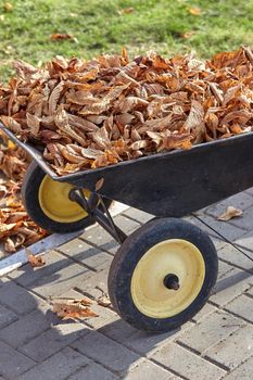 Wheelbarrow full of dry leaf standing in rural