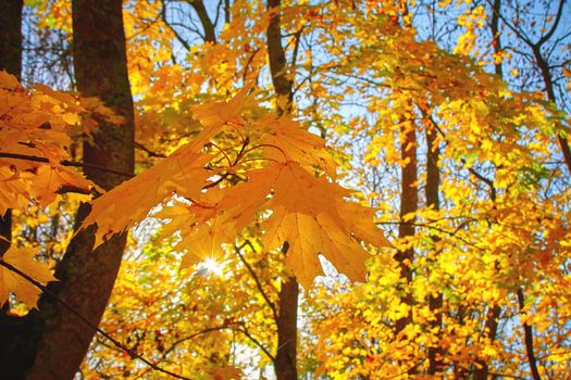 colorful tree branches in sunny forest, autumn natural background