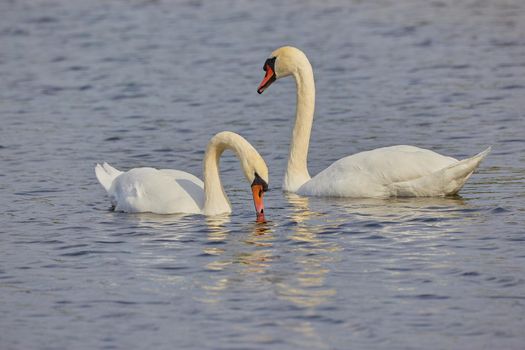 Two swans floating on the water.Two swans on the lake