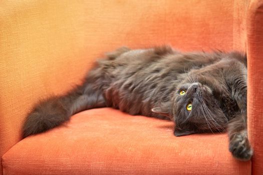 Gray cat after sleeping on an orange armchair.Furry gray cat nibelung portrait