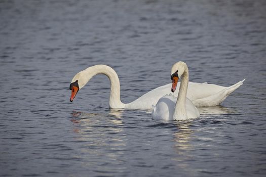 Two swans floating on the water.Two swans on the lake