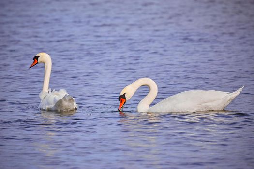 Two swans floating on the water.Two swans on the autumn lake