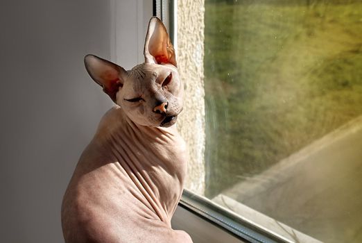 The cat of the Sphinx sits at the window on the windowsill basking