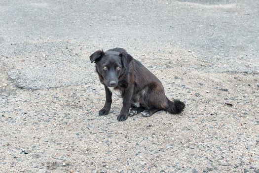 stray dog waiting for yummy on the road