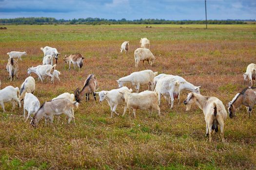 Herd of farm milk goats on a pasture