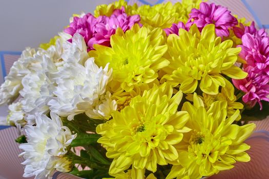 Bouquet of different color chrysanthemums on a light background