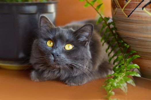Gray cat Nebelung.Cat on the windowsill at home.
