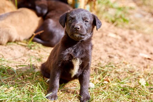 cute mixed breed puppy sitting on foliage