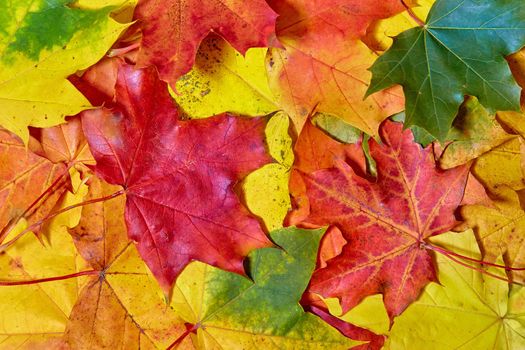 Maple Leaves Mixed Fall Colors Background.