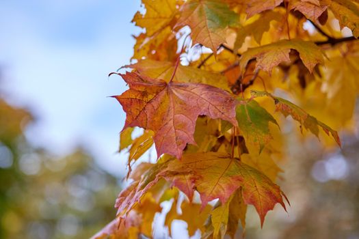 Beautiful colorful leaves in autumn forest.Maple foliage. Seasonal background