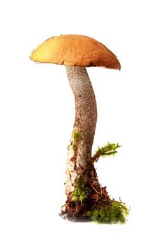 Beautiful Orange-cap boletus mushroom on moss. Isolated on white background