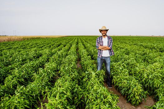 Happy farmer is standing in his pepper plantation.