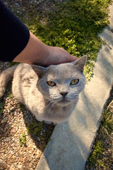 Portrait of cat sitting in the yard and a hand stroking his head.