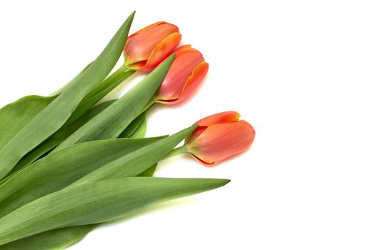 Side view of three small vivid red tulip flowers and green leaves isolated on white, beautiful indoor floral background photographed with small focus