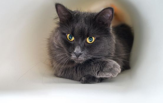 Grey cat lies. Close up portrait of a cat, who hides.A beautiful nebelung cat