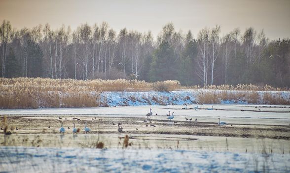 Beautiful white swans and ducks birds on frozen pond in winter time . Wintering of waterfowl