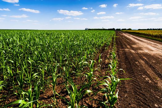 Corn field in summertime. Landscape image of green corn field with blue sky. Countryside scene with country road between two agricultural fields.