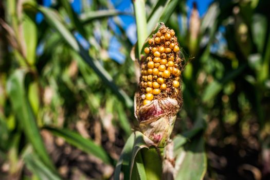 Corn field is damaged and drying because of long drought in summer. Close up of drying corn cob.