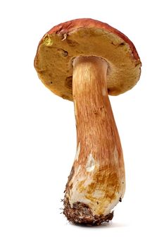 big boletus edulis isolated on white background close up