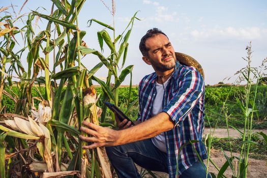 Farmer is displeased and sad because his corn field is devastated by drought.