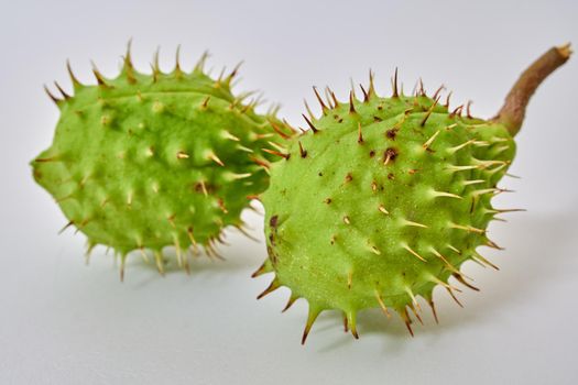Chestnut in shell exposed on white background
