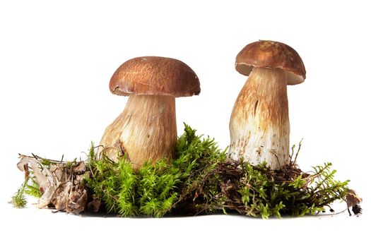 Boletus edulis isolated on white background.Boletus. Mushrooms and moss. Boletus on a white background. Isolated on white background