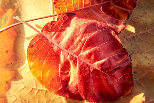 Red and Orange Autumn Leaves Background, Golden autumn in warm colors