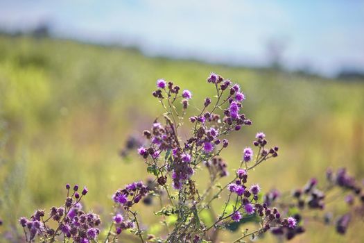 Beautiful purple thistle flower. Burdock flower spiny close up. Flowering medicinal plants thistle. Milk Thistle plant. Soft selective not deep focus