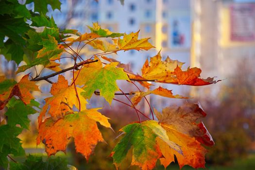 Colorful green, yellow and red autumn maple leaves changing seasonal colors on a sunny day. Selective focus, blurred background.