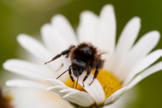 Bumblebee on a daisy