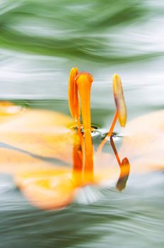 Detail of the bloom of lily on the water