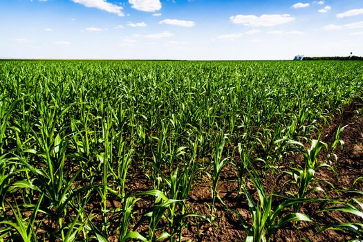 Corn field in summertime. Landscape image of green corn field with blue sky.