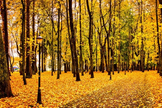 Golden autumn in a city park with trees and fallen yellow leaves on a cloudy day.