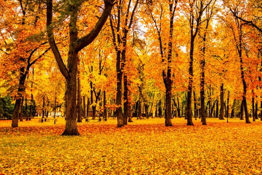 Golden autumn in a city park with trees and fallen yellow leaves on a cloudy day.