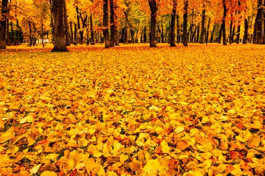 Golden autumn in a city park with trees and fallen yellow leaves on a cloudy day.