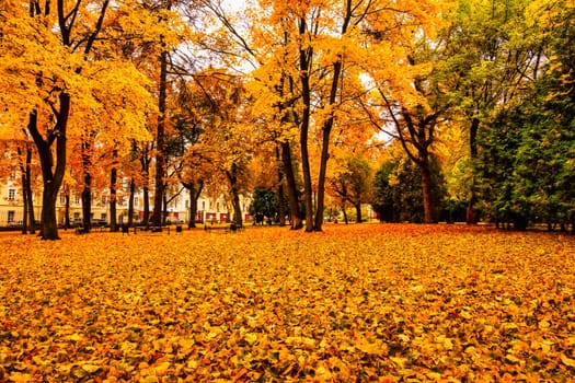 Golden autumn in a city park with trees and fallen yellow leaves on a cloudy day.