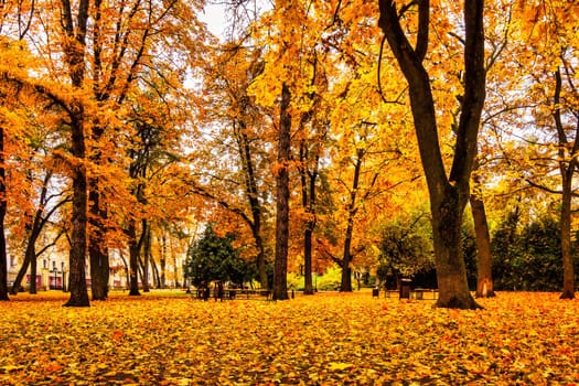 Golden autumn in a city park with trees and fallen yellow leaves on a cloudy day.