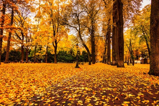 Golden autumn in a city park with trees and fallen yellow leaves on a cloudy day.