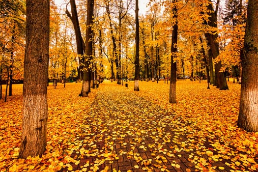 Golden autumn in a city park with trees and fallen yellow leaves on a cloudy day.