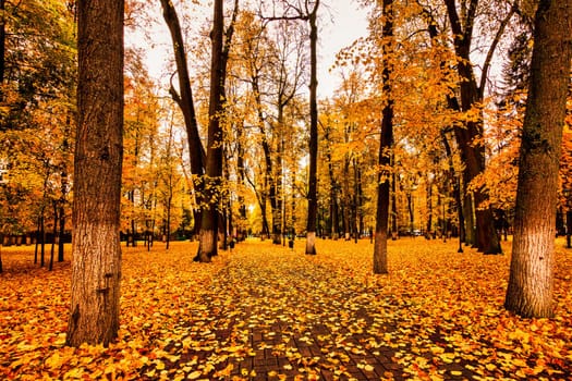 Golden autumn in a city park with trees and fallen yellow leaves on a cloudy day.