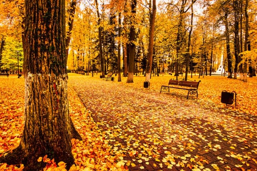 Golden autumn in a city park with trees and fallen yellow leaves on a cloudy day.