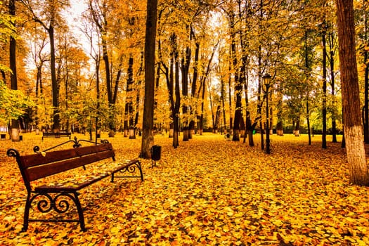 Golden autumn in a city park with trees and fallen yellow leaves on a cloudy day.