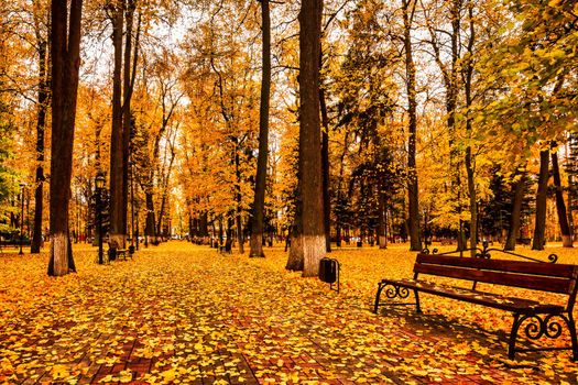 Golden autumn in a city park with trees and fallen yellow leaves on a cloudy day.