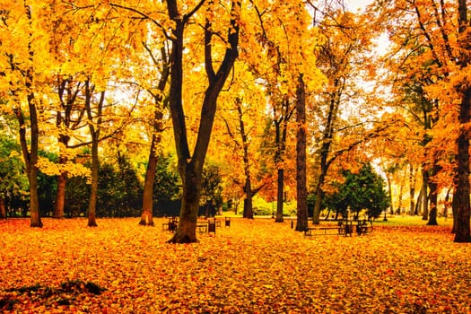 Golden autumn in a city park with trees and fallen yellow leaves on a cloudy day.