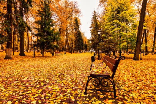 Golden autumn in a city park with trees and fallen yellow leaves on a cloudy day.