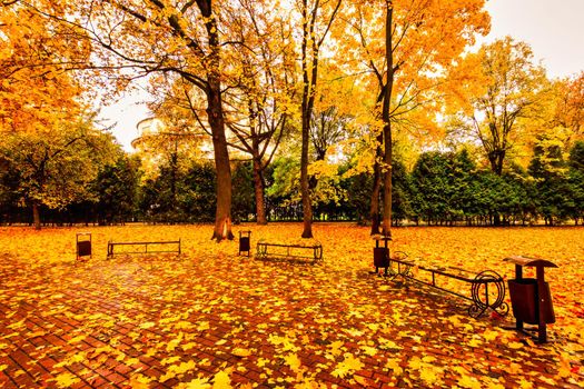 Golden autumn in a city park with trees and fallen yellow leaves on a cloudy day.