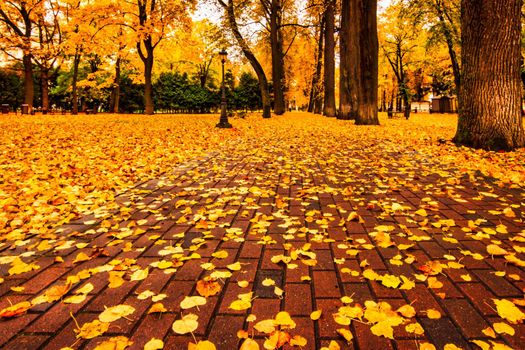 Golden autumn in a city park with trees and fallen yellow leaves on a cloudy day.