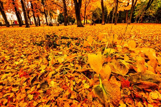 Golden autumn in a city park with trees and fallen yellow leaves on a cloudy day.